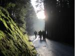 Sonnenstrahlen auf dem Weg zum Herrgottswinkel sorgen für stimmungsvolle Bilder