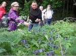 Flockenblumen am Wegesrand