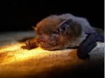 Zwergfledermaus - kommt in unserer Gegend h&auml;ufig vor