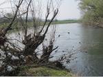 Zusammenfluss von Rodach (rechts) und Main (links)