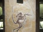 Den Urvogel Archaeopterix kennt jeder aus der Schule