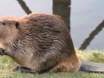 So schaut ein Biber in der Natur aus